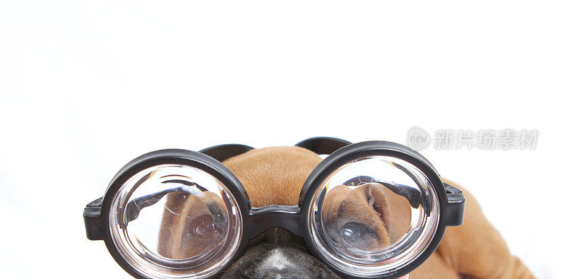 戴眼镜的拳师犬