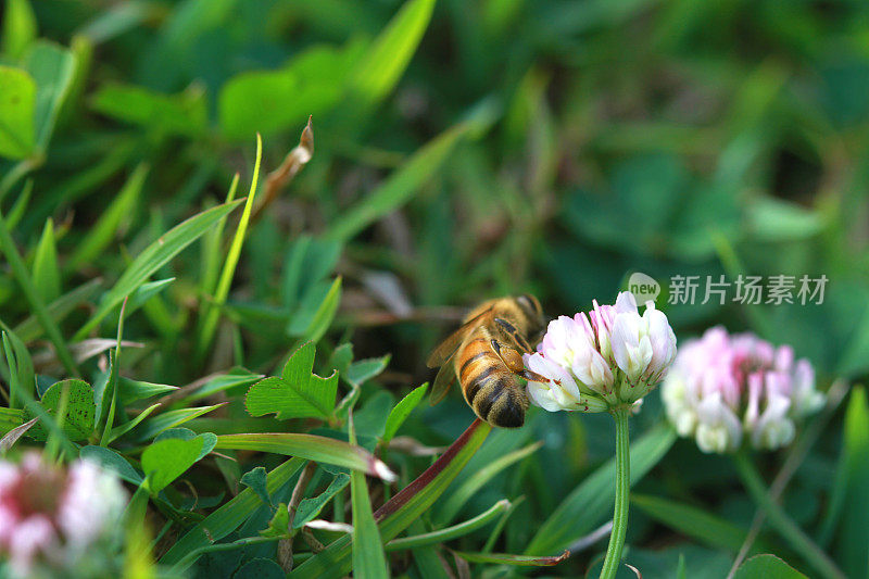 蜜蜂从三叶草花上采集花粉