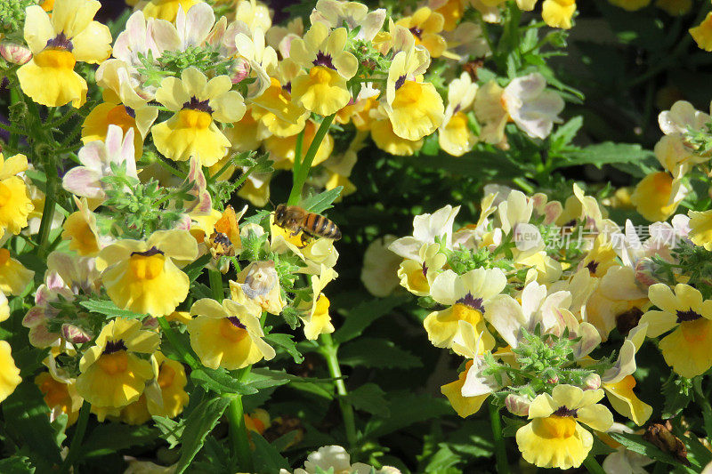 蜜蜂和花