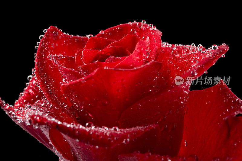 鲜湿红玫瑰