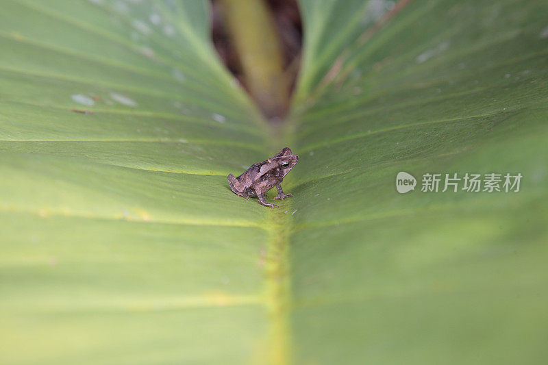 巴西亚马逊的小树蛙坐在绿叶上