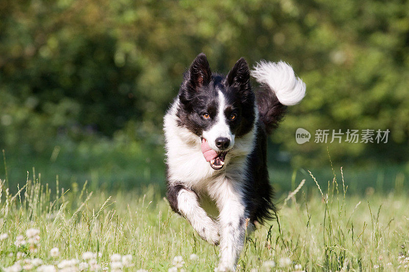 幸运的边境牧羊犬