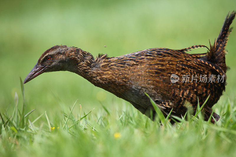 Weka，新西兰本土鸟