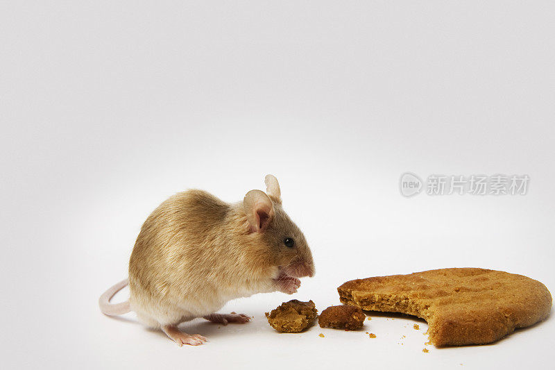 吃饼干的老鼠