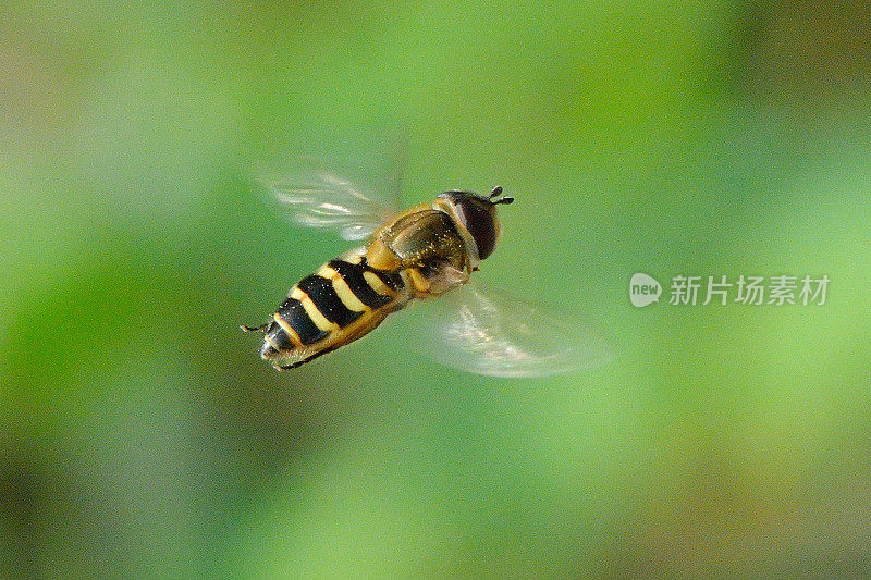 蜜蜂户外