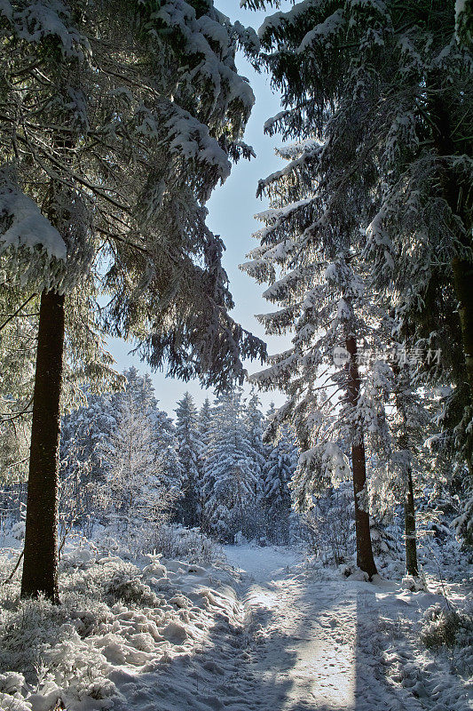 黑森林冬天的雪景