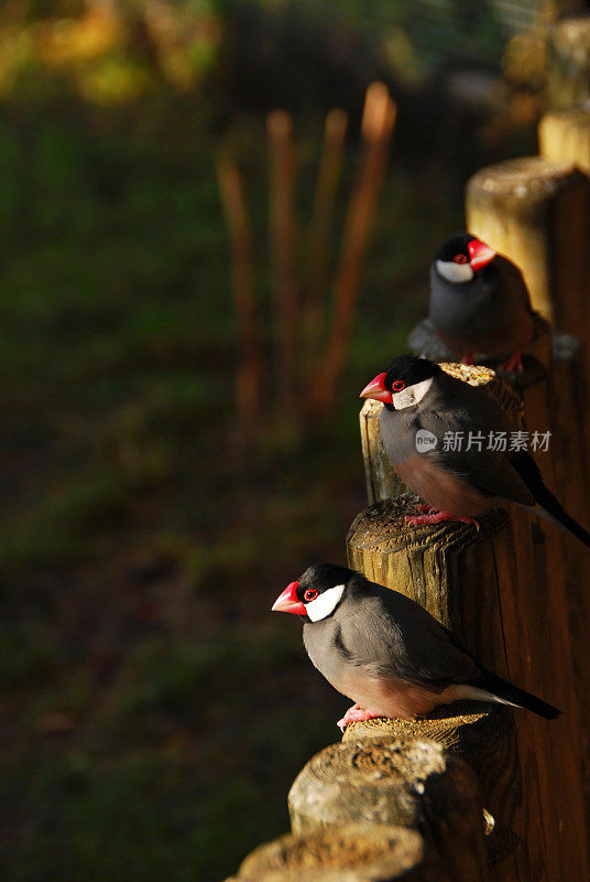 三只爪哇麻雀在栅栏上休息。