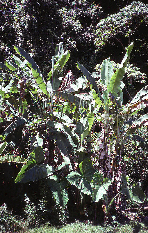 香蕉根作物热带雨林地块靠近墨西哥帕伦克