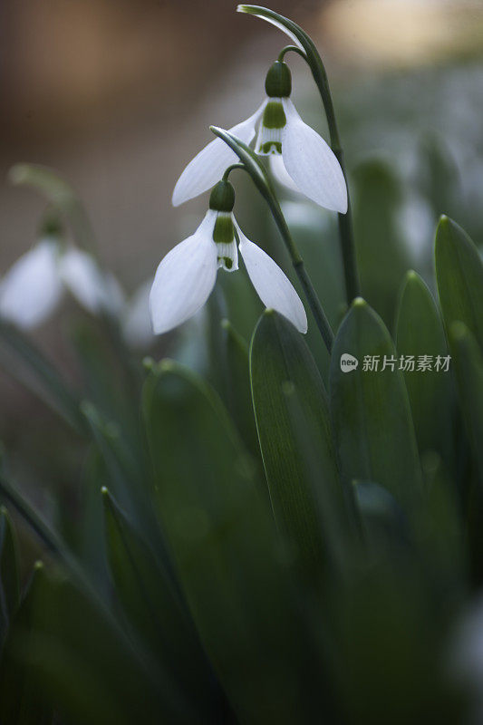 雪花莲