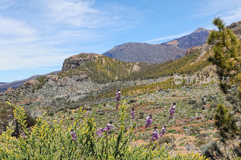 火山景观(特内里费)。