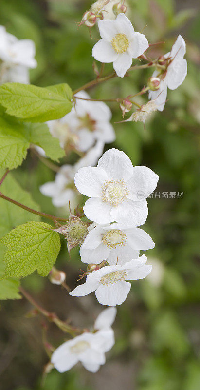 Timbleberry(悬钩子属植物parviflorus)