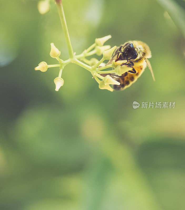 正在采蜜的蜜蜂