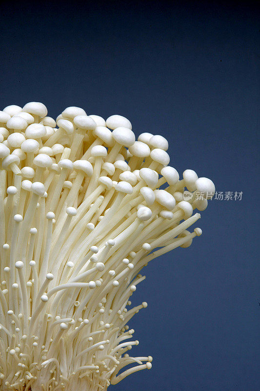 Enoki