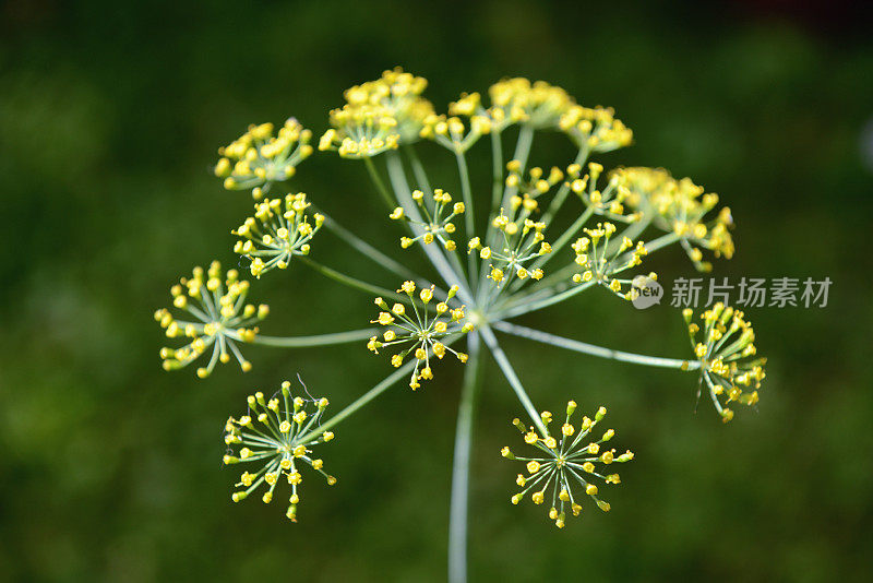 花园里的莳萝花