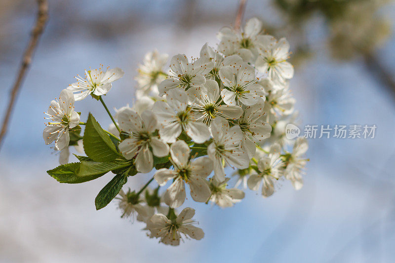 桃花