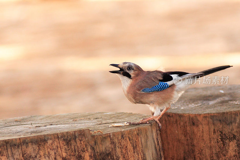 杰,Garrulus