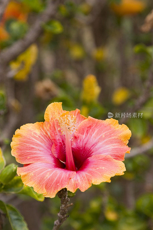 热带芙蓉