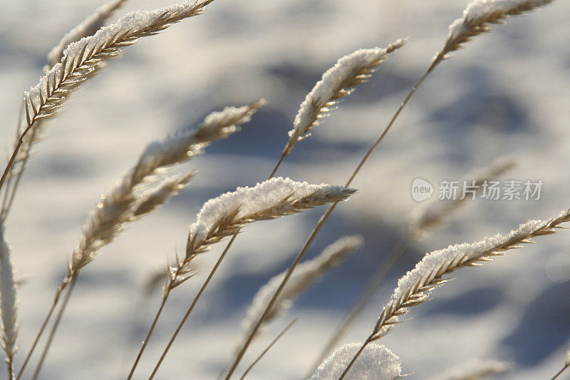 冬天，白雪覆盖了小麦