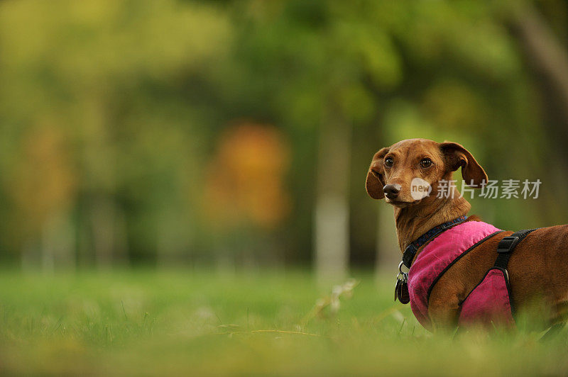 达克斯猎犬