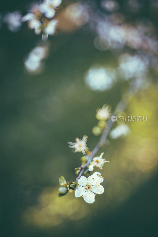 杏仁树开花