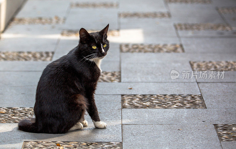 黑猫在小路上