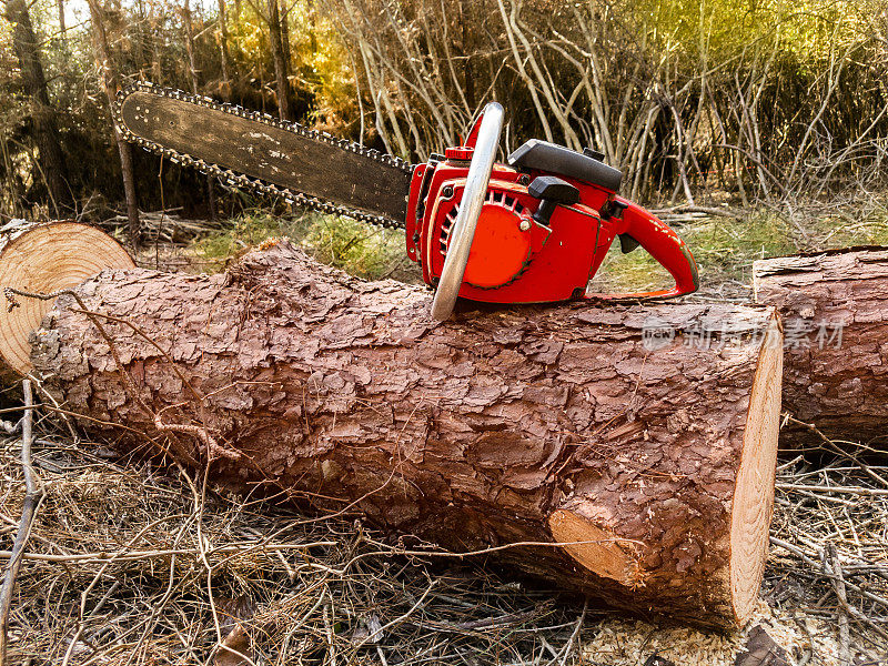 链锯在松树上，木材在德克萨斯州森林地区。