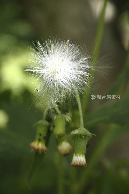 蒲公英花与种子特写视图