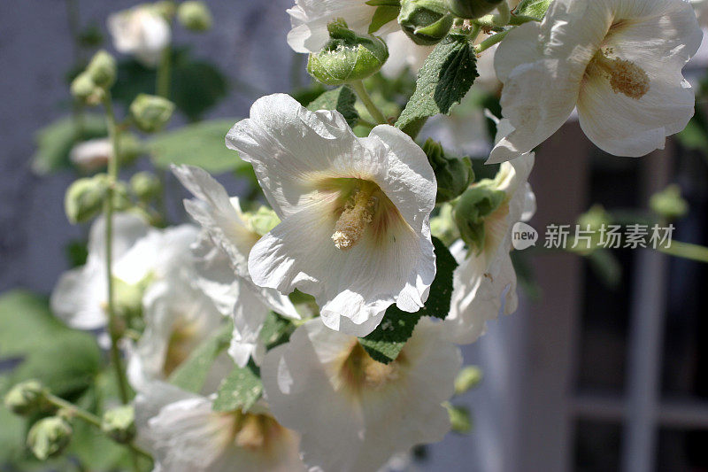 白色锦葵