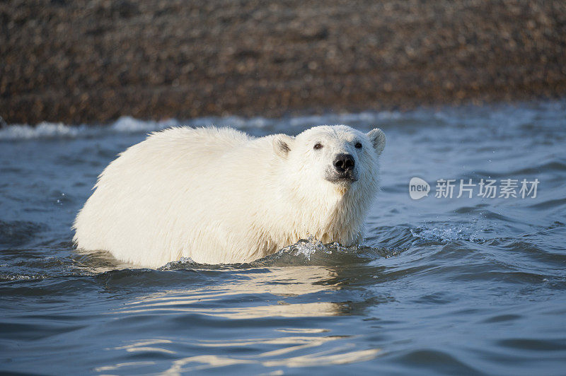 水中的小北极熊