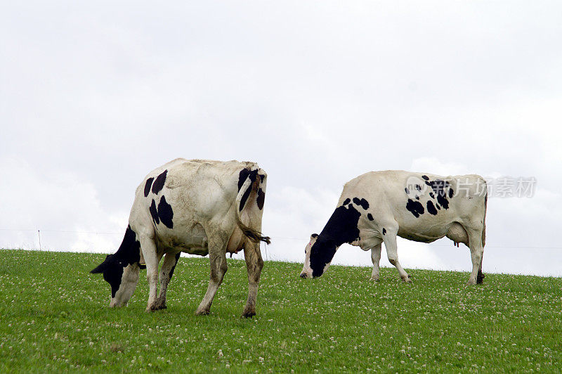 两头牛在草地上