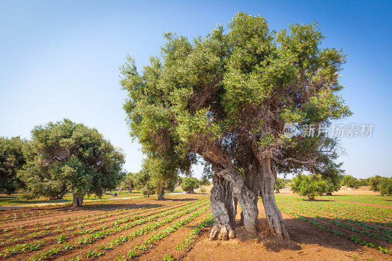 意大利南部普利亚的橄榄树