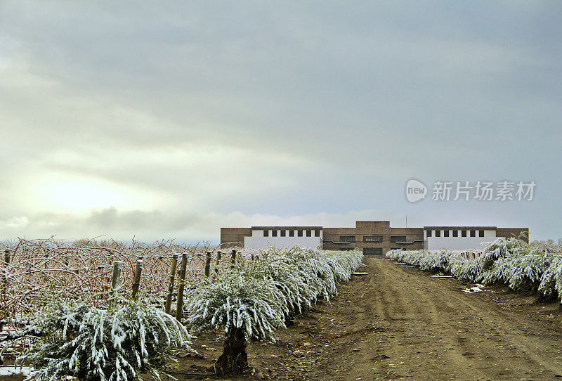 葡萄园、橄榄树和酿酒厂