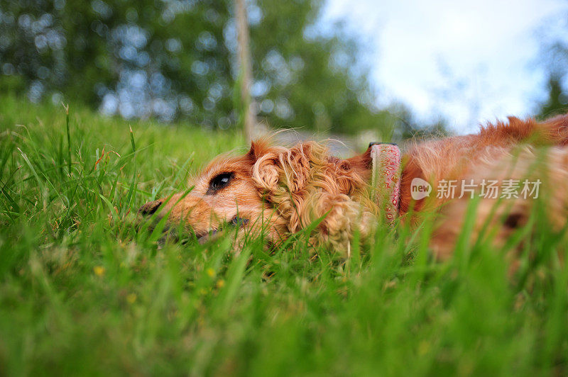 顽皮的小猎犬