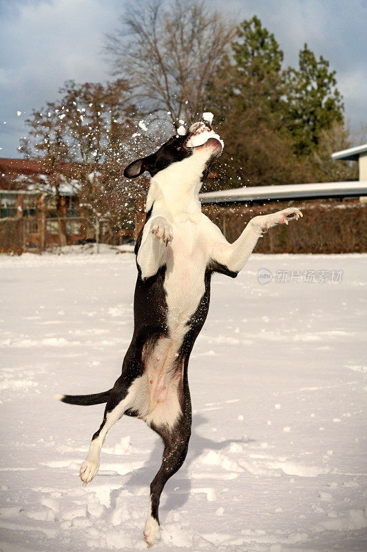 狗抓雪球