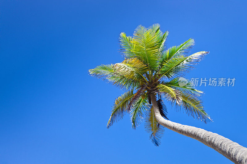 椰子树和湛蓝的天空