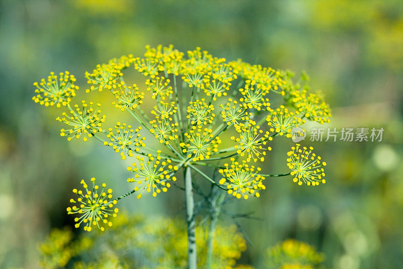 莳萝花