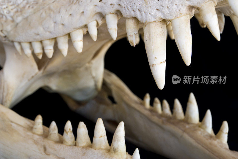 鳄鱼的牙齿