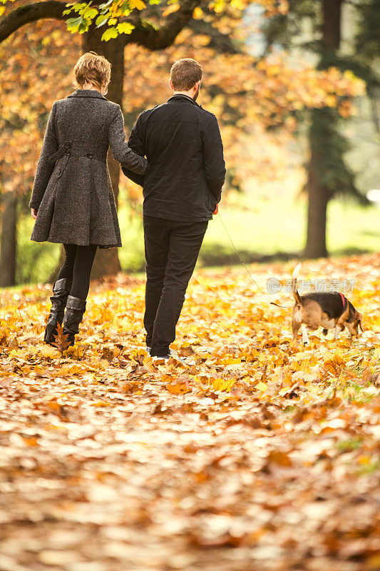 秋天与小猎犬散步