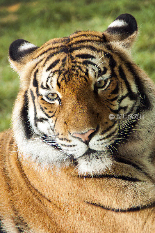 色彩斑斓的马来亚虎在温暖的夏日午后休息