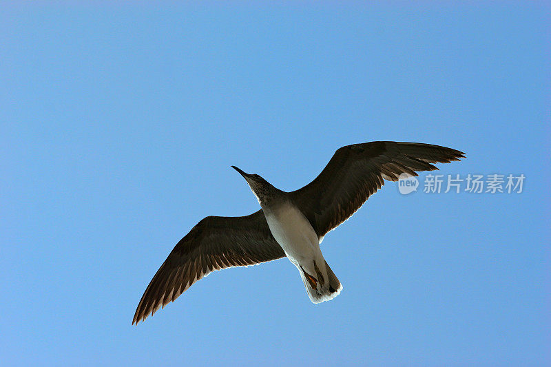 蓝天上的海鸥