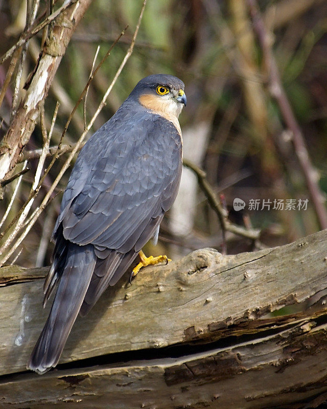 Sparrowhawk(猛禽努力)