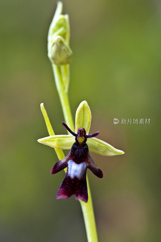 苍蝇兰花，Ophrys昆虫