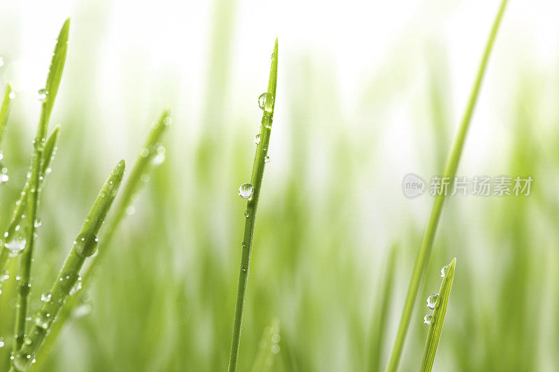 雨滴落在草叶上