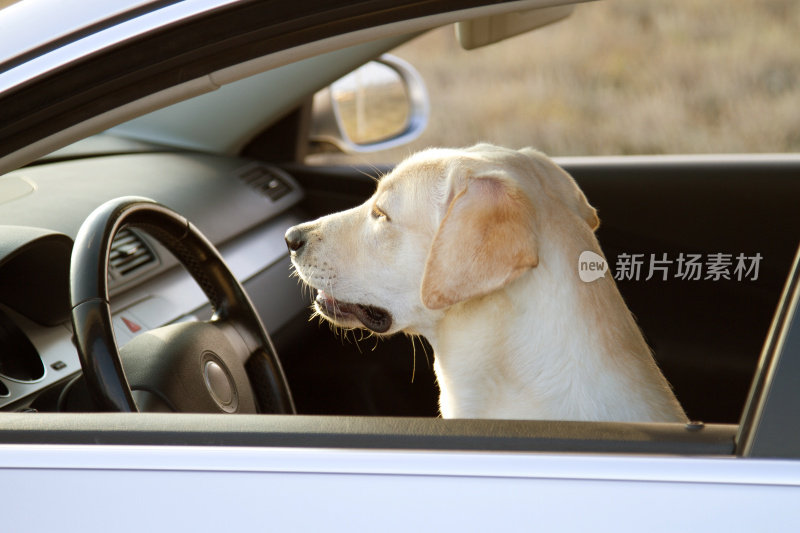 车里的拉布拉多寻回犬