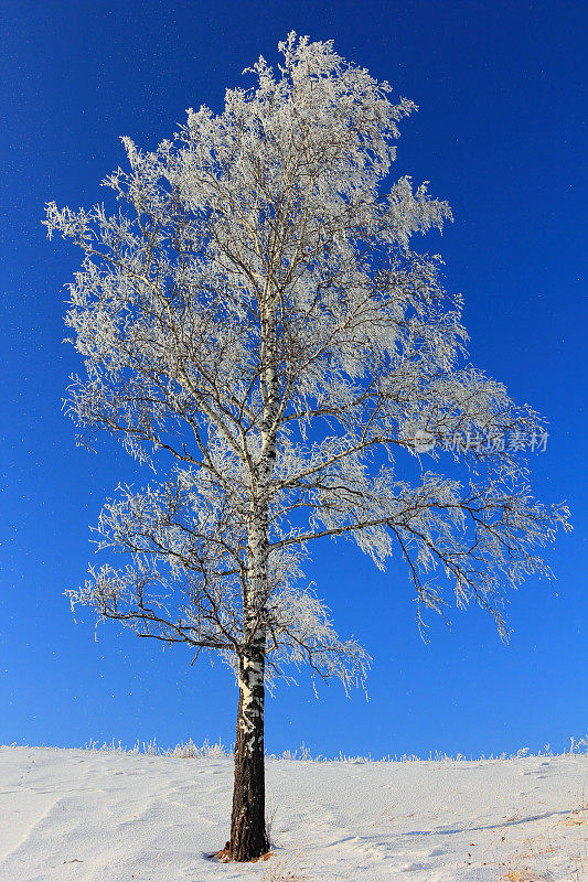 冬天桦树