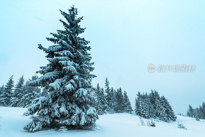 美丽的冬季景观和白雪覆盖的树木