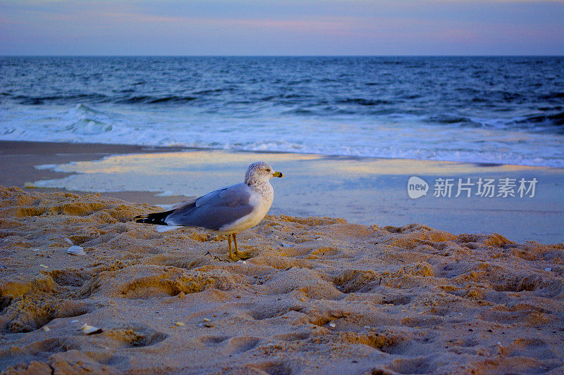 长岛琼斯海滩