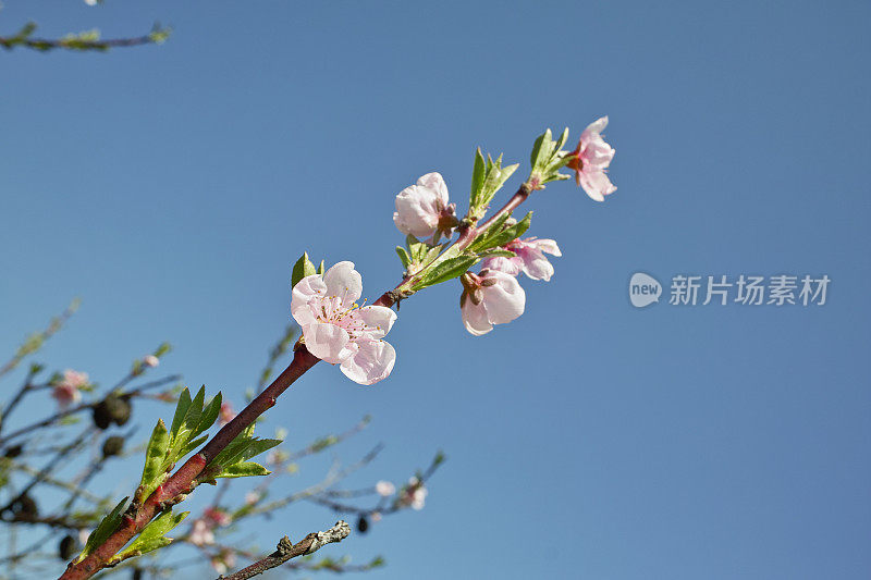 盛开的樱桃树前的蓝天