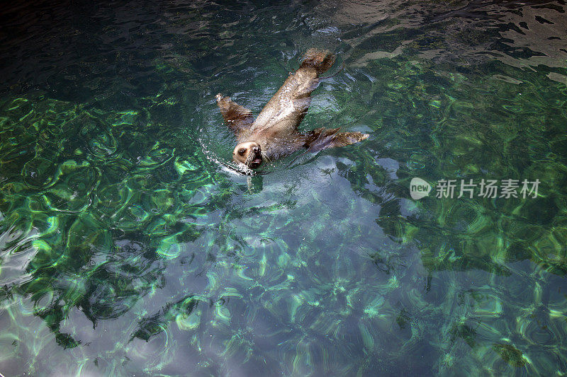 海狮浮出水面