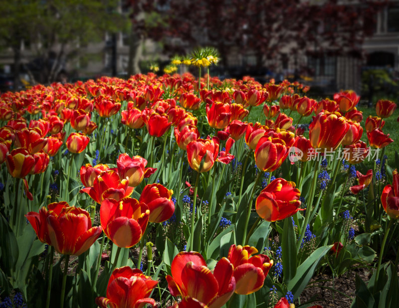纽约市西村的郁金香花坛。